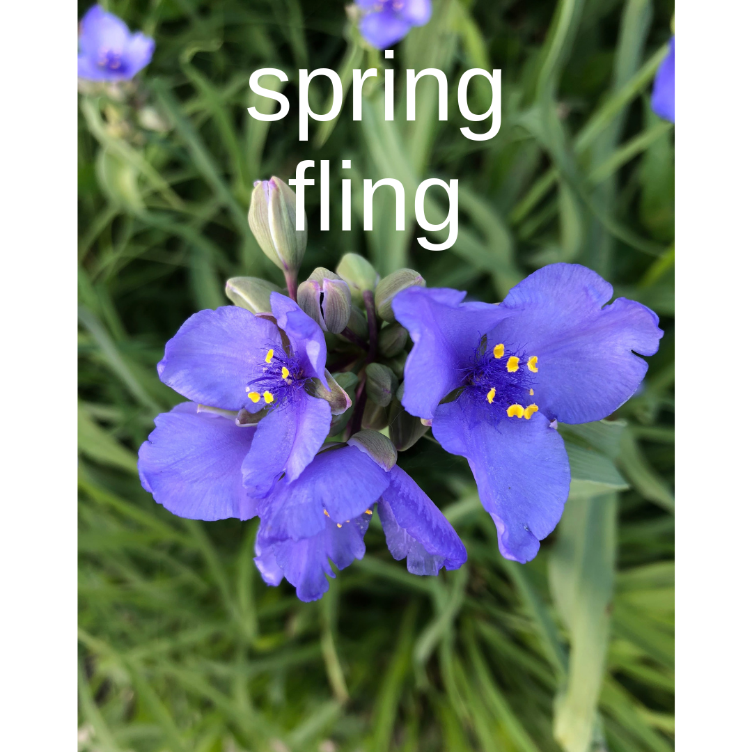 language loop april special