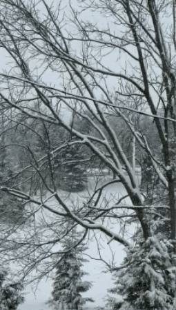 language loop english programs | january 2026